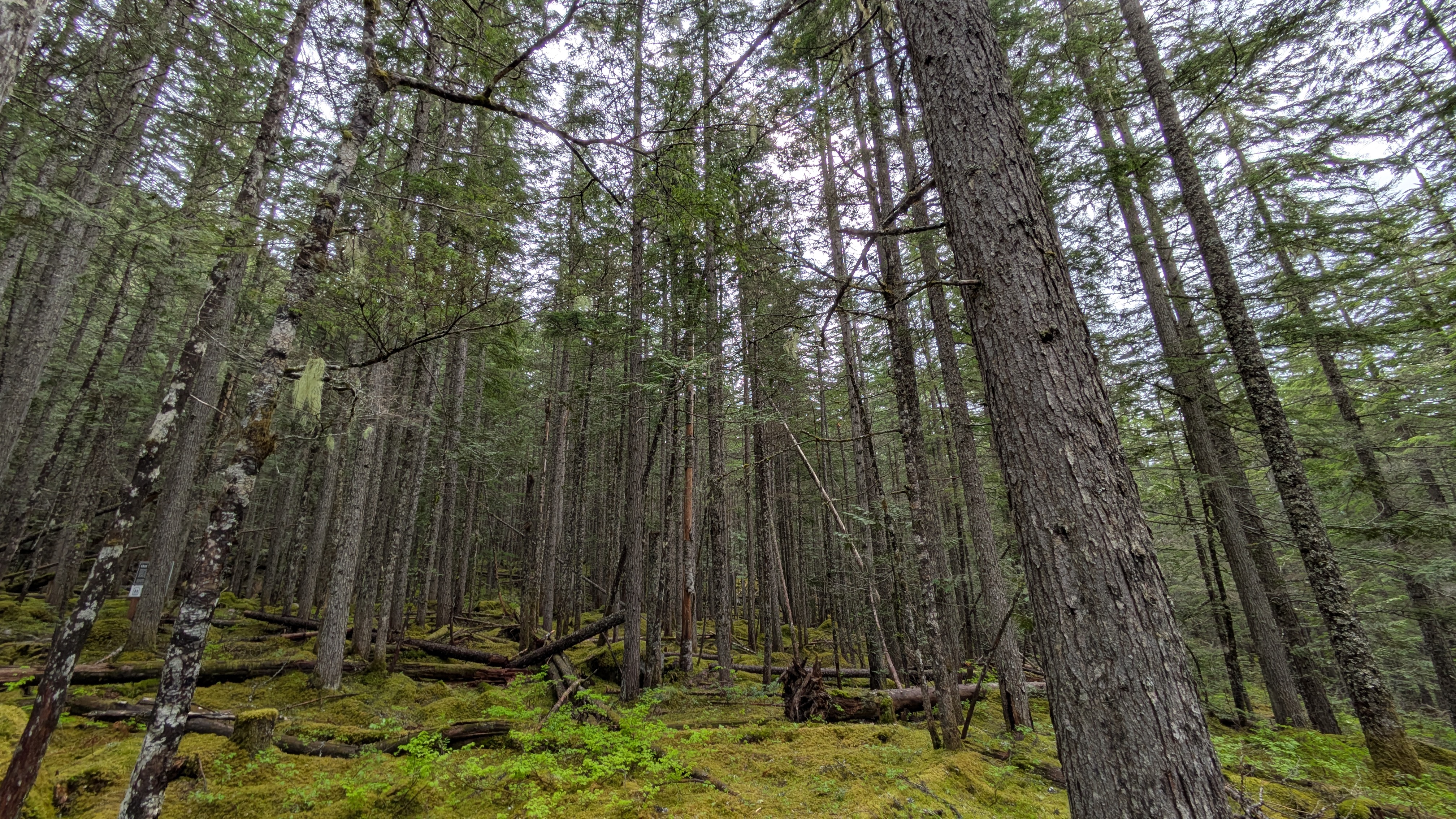 Peaceful forest trail with moss